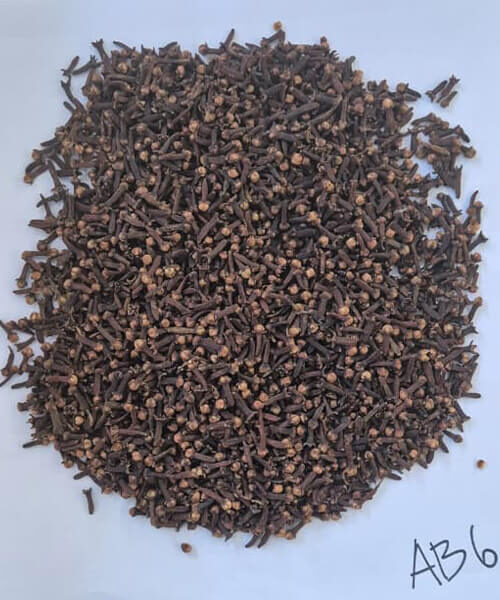 esa abadi prima (6)